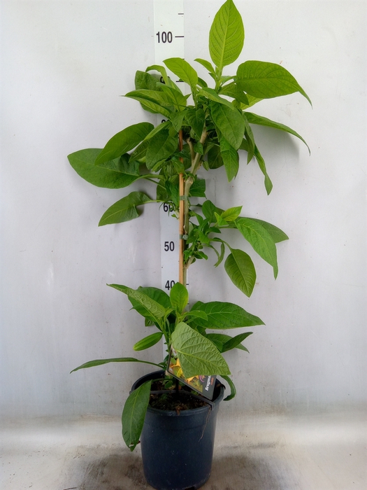 <h4>Brugmansia   ...</h4>