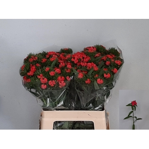 DI BARB S WILL CORAL