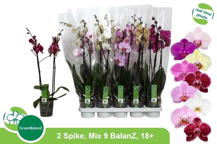 <h4>PHAL GEM 9 KL</h4>