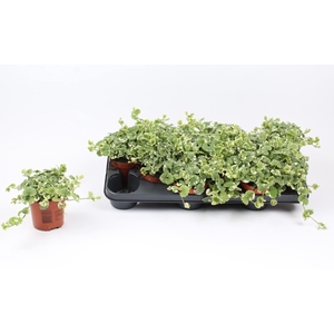 Glechoma hederacea Variegat