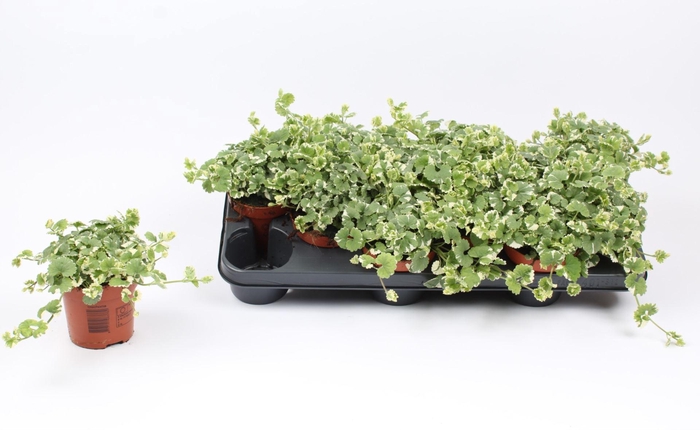 <h4>Glechoma hederacea Variegat</h4>