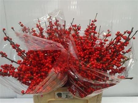 <h4>ILEX VE RODE BES</h4>