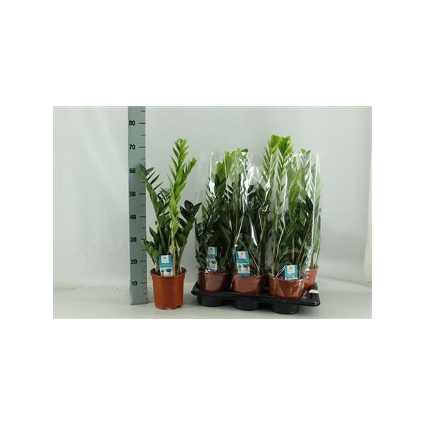 <h4>Zamio Zamiifolia 4+</h4>