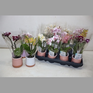 Phal Mini In Mix Keramiek