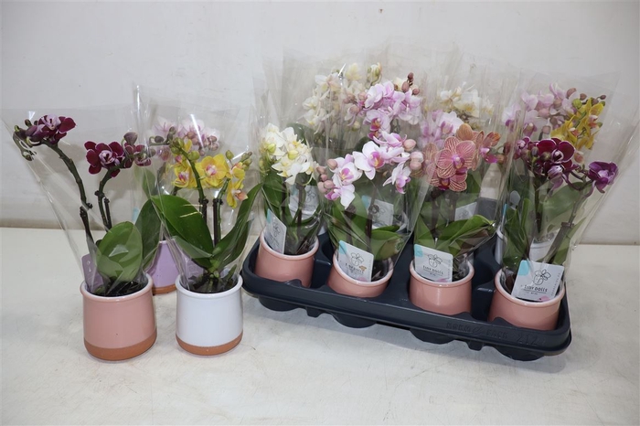 <h4>Phal Mini In Mix Keramiek</h4>