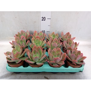 Echeveria   ...