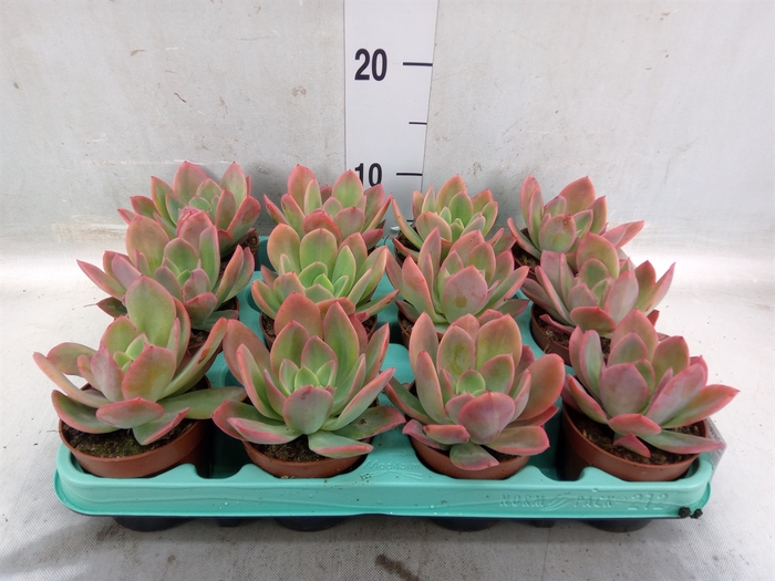 <h4>Echeveria   ...</h4>