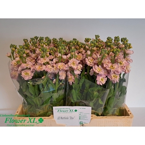 MATTH STOX CHAMPAGNE