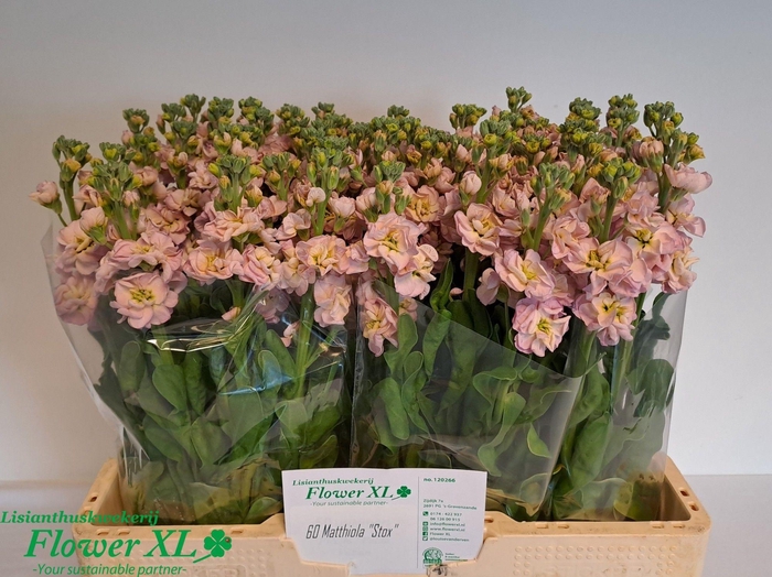 <h4>MATTH STOX CHAMPAGNE</h4>