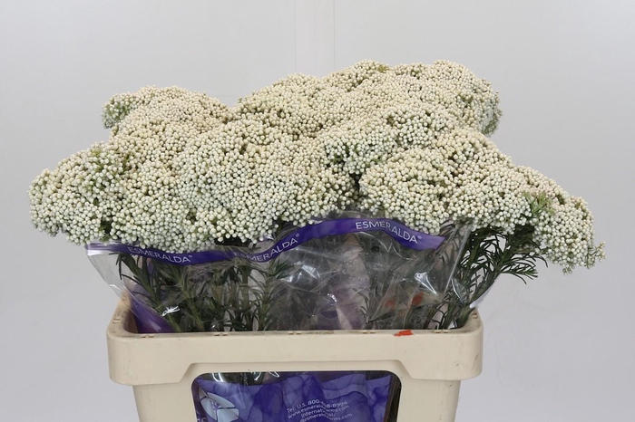 Ozothamnus Cooks Snow White