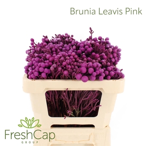 Brunia Leavis (silver Brunia) Pink