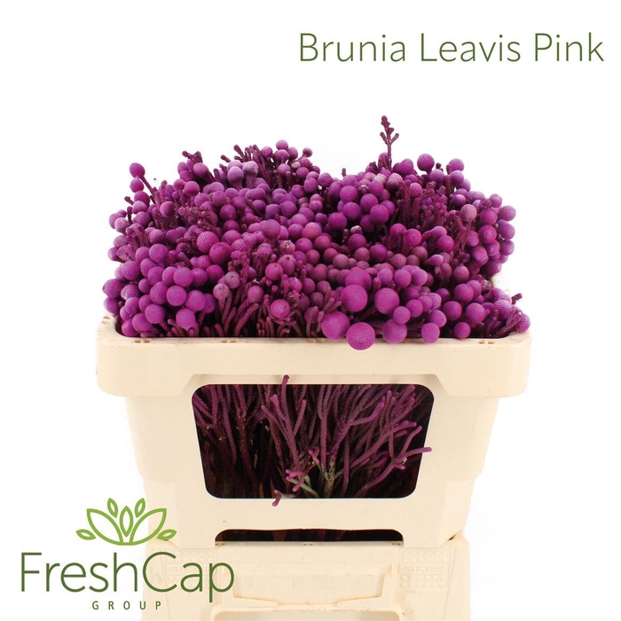 <h4>Brunia Leavis (silver Brunia) Pink</h4>