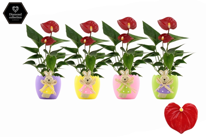 <h4>Anthurium 6 cm Micra in Egg Bunny ceramics</h4>