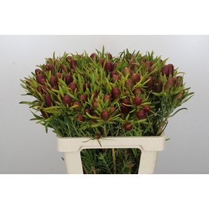 Kaaps Groen Strictum