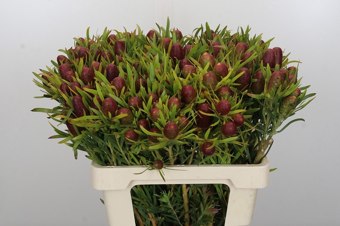 <h4>Kaaps Groen Strictum</h4>