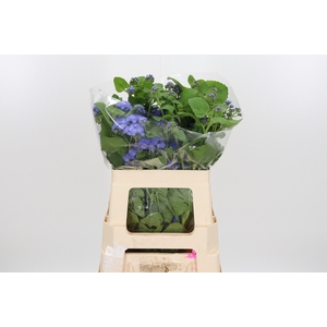 Ager H Blue Planet
