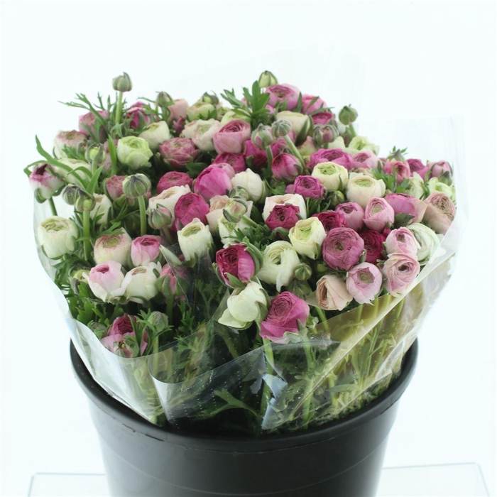 <h4>Ran El Sfumato White Pink Super</h4>