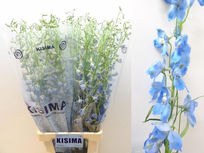 <h4>DELPH EN SKY WALTZ</h4>