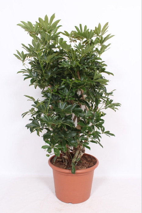 <h4>Schef Ar Compacta</h4>