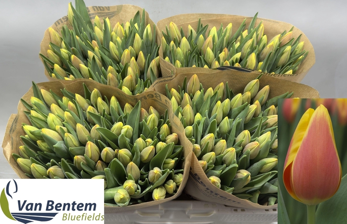 <h4>TU EN MS LI</h4>