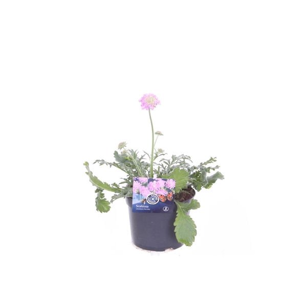 <h4>Scabiosa columbaria Pink Mist</h4>