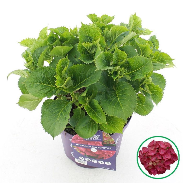 <h4>Hydrangea macr. Forever & Ever® Rood C5 (23cm.) Kn.</h4>