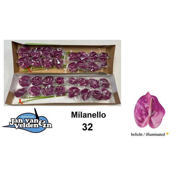 <h4>Anth A Milanello 11 cm X32 Jan van Velden</h4>