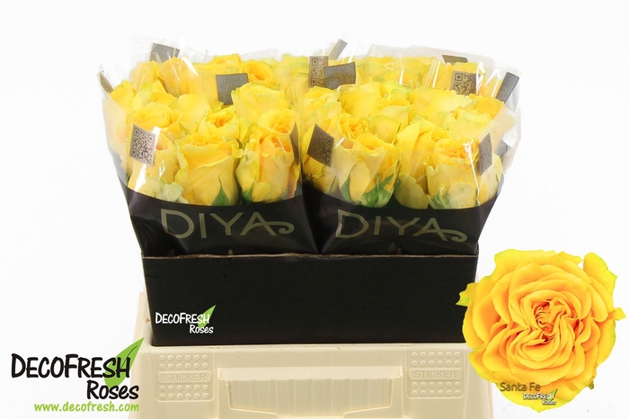 <h4>R Gr Santa Fe Diya</h4>
