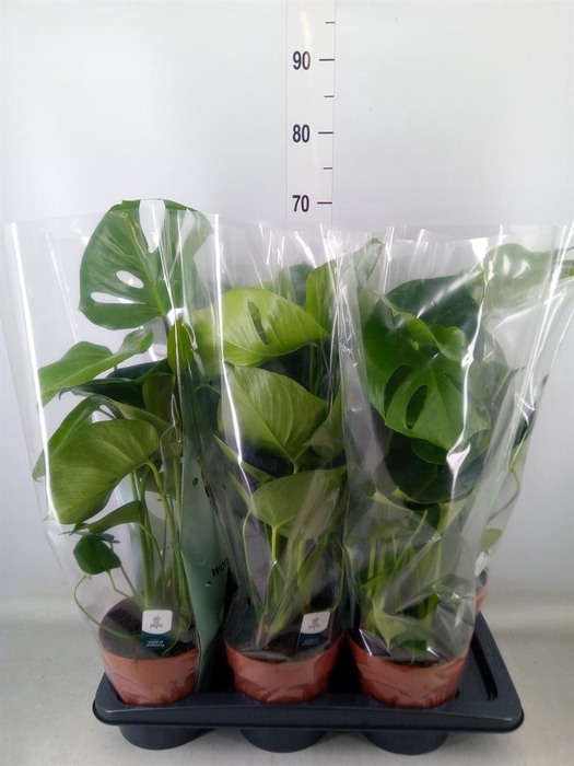 <h4>Monstera delic.</h4>