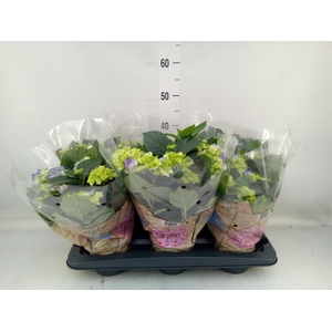 Hydrangea mac. 'Early Blue'