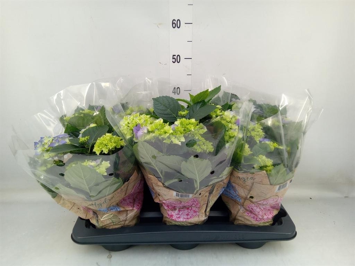 <h4>Hydrangea mac. 'Early Blue'</h4>