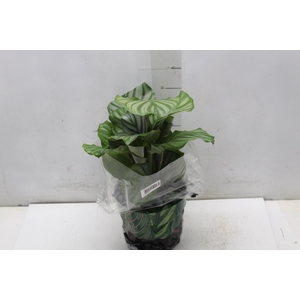 CALATHEA ORBIFOLIA P17