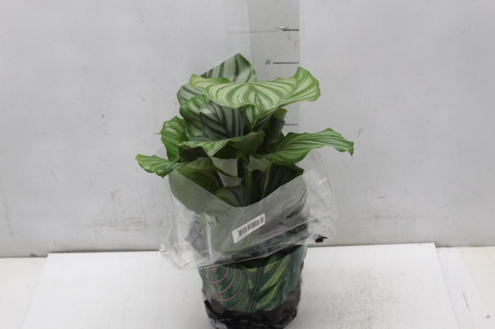 <h4>CALATHEA ORBIFOLIA P17</h4>