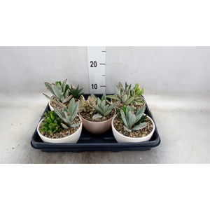 Succulents   ...