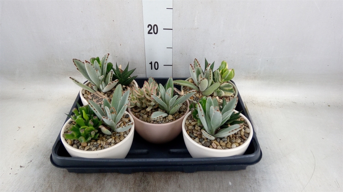 <h4>Succulents   ...</h4>