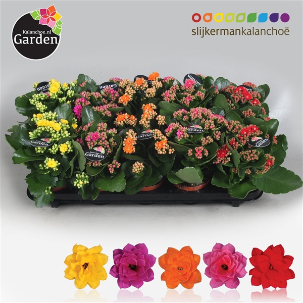 <h4>Garden Kalanchoe - Mix in Tray 10-pack</h4>