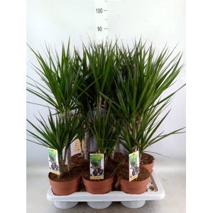 Dracaena marg.