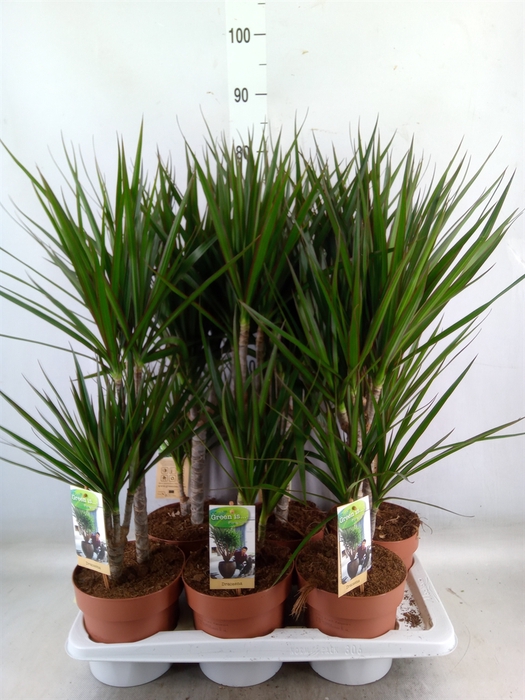 <h4>Dracaena marg.</h4>