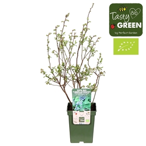 Vaccinium corymbosum 'Reka'® Bio P23