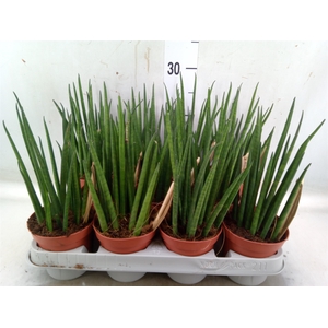 Sansevieria bacularis