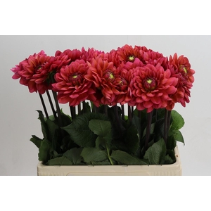 Dahlia Salmon Runner