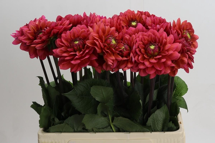 Dahlia Salmon Runner