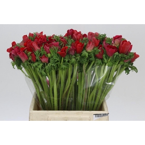 Anemone Mistral Plus Red