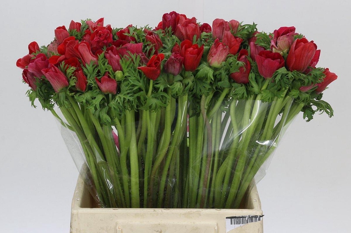 <h4>Anemone Mistral Plus Red</h4>