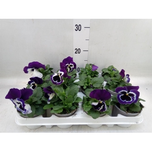 Viola wr. 'Alpha Purple White'
