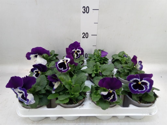 <h4>Viola wr. 'Alpha Purple White'</h4>