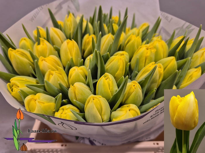 <h4>TU DU MARIE JO</h4>