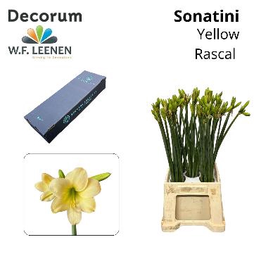 <h4>Sonatini Yellow Rascal S Box</h4>