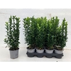 Euonymus Ja Gr Spire