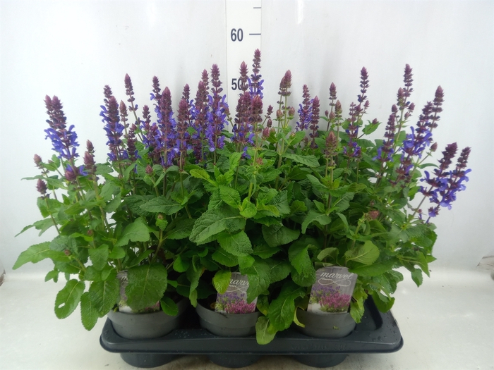 <h4>Salvia nemorosa</h4>